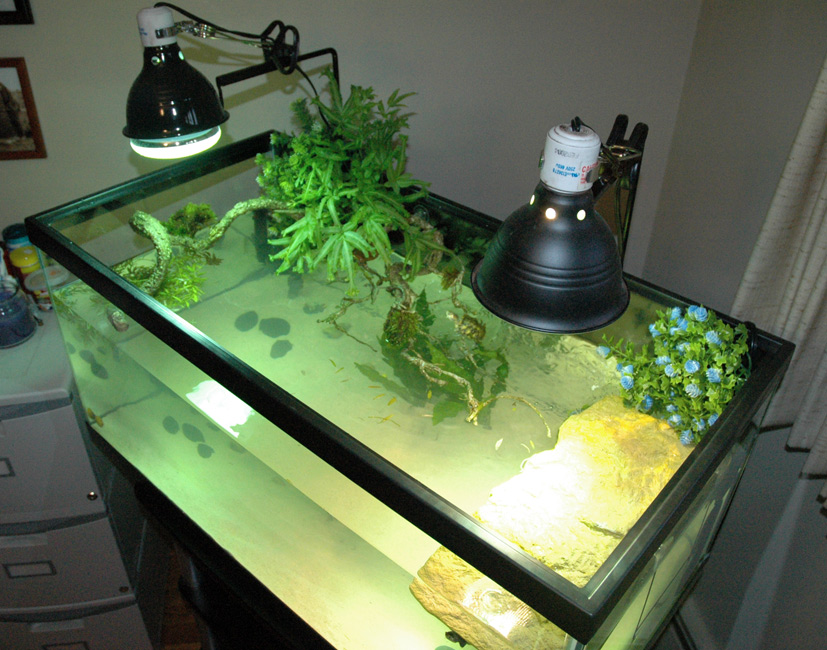 40 Gallon Breeder