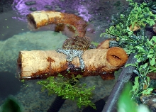 Indoor Pond