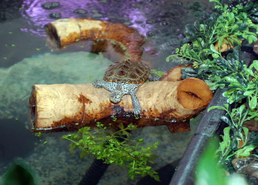 Indoor Pond