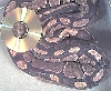 2500gram Female BP1