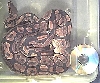3000 Gram Female1