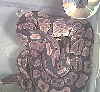 3000 Gram Female2