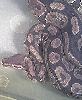 3000 Gram Female3