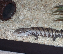 New baby skink