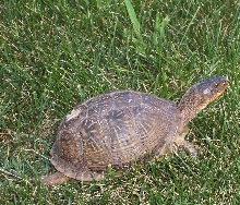 Box Turtle after adoption