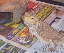 ADOPTED BEARDIE