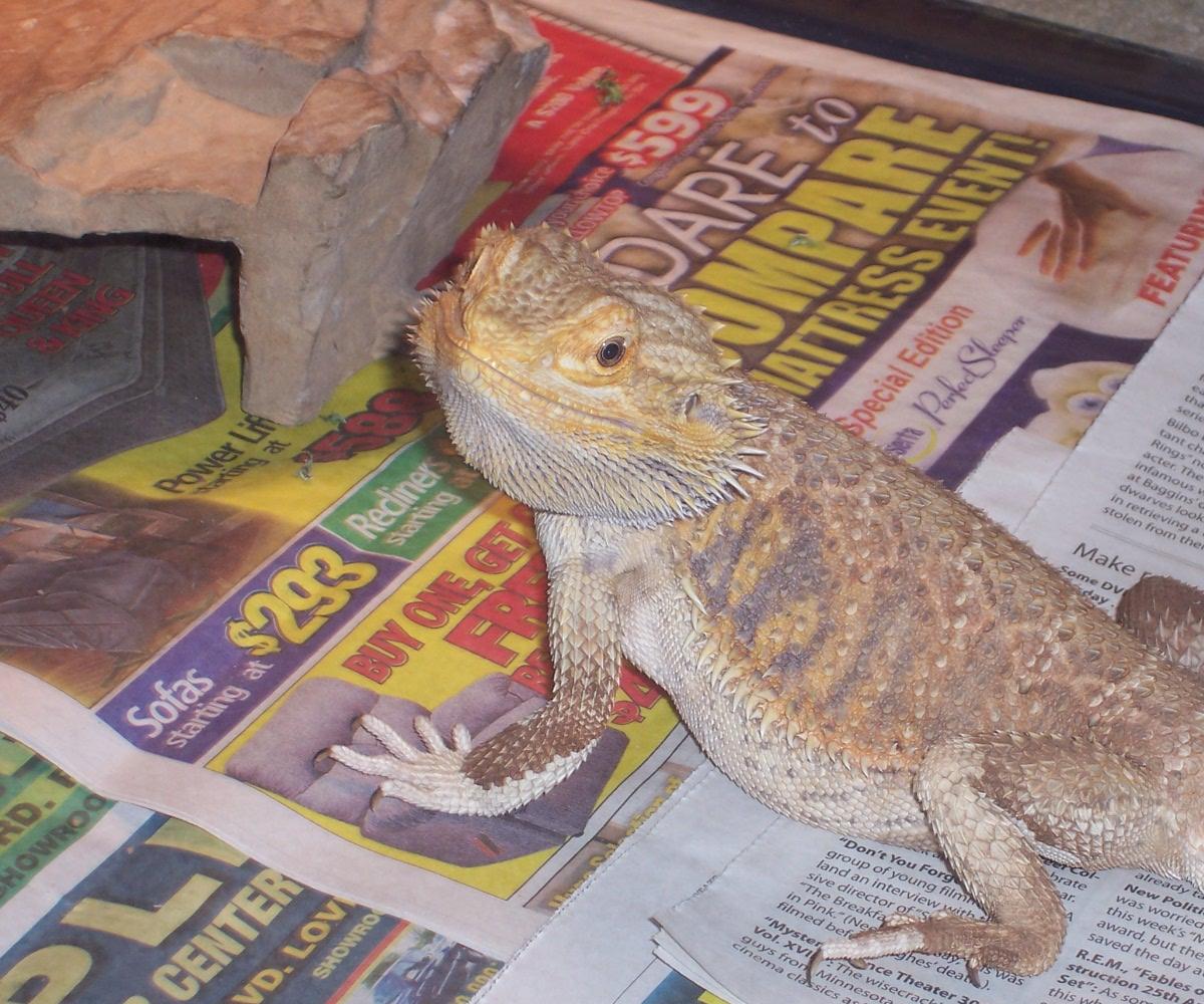 ADOPTED BEARDIE
