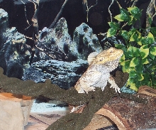 NEW ENCLOSURE