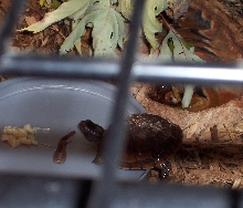 BABY BOX TURTLE