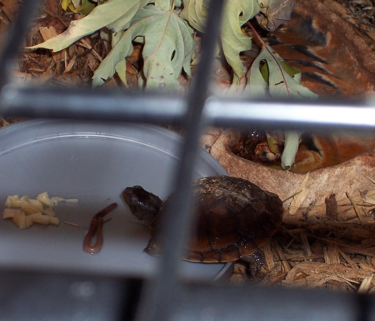 BABY BOX TURTLE
