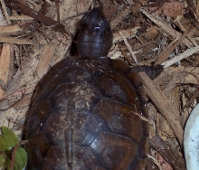 BABY BOX TURTLE