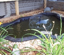 New pond pic #2
