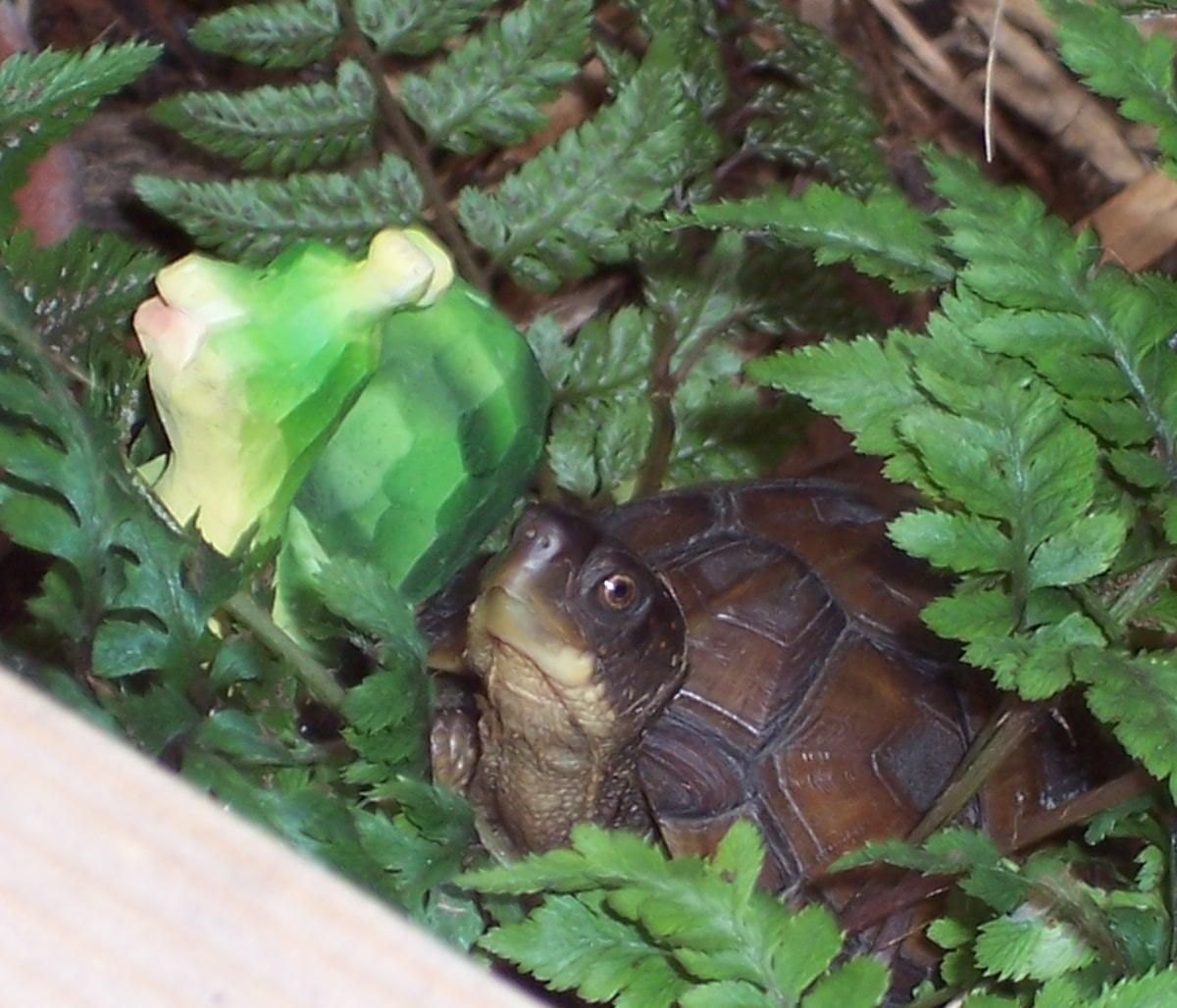 BABY BOX TURTLE