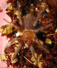 Brachypelma sabulosum