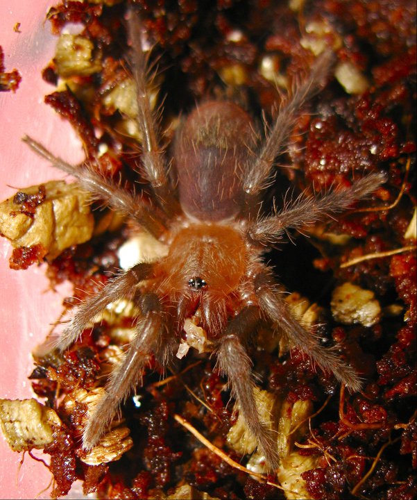 Brachypelma sabulosum