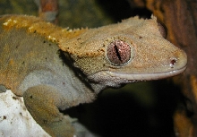 Crested Geckos are Ridiculously Photogenic