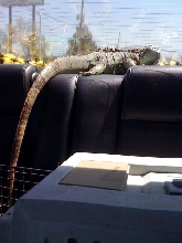 Car Ride