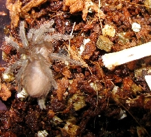 Corduroy: The Curly Hair Spiderling!