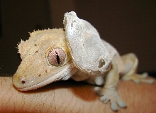 Shedding Time