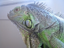 Juanita Greensleeves