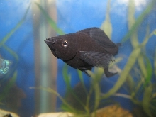 Black Lyretail Molly