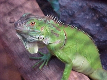 Digit-6 months old