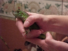 Baby Digit