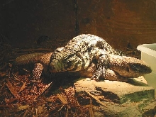 Lex (Tegu) & Boris (Savannah Monitor)