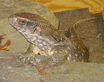Boris posing for a picture