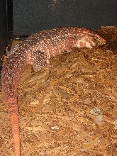D'Argo
