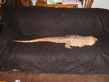 D'Argo