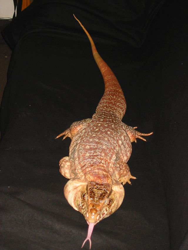 D'Argo