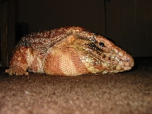 D'Argo
