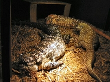 Lex, Boris, and D'Argo