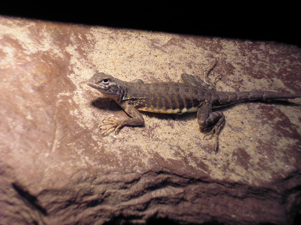 SouthWest Earless Lizard