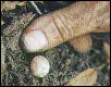 What kind of egg is this?