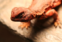 Saharan friend