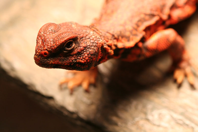 Saharan friend