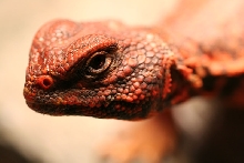 Saharan friend close-up