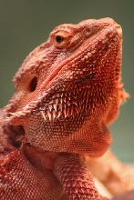 Chris Allen Red Female