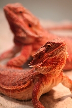Reds