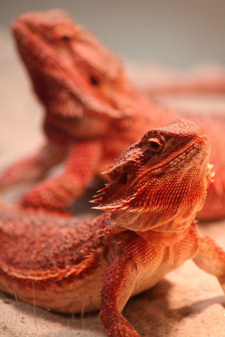 Reds