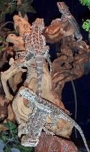 The beardie tree
