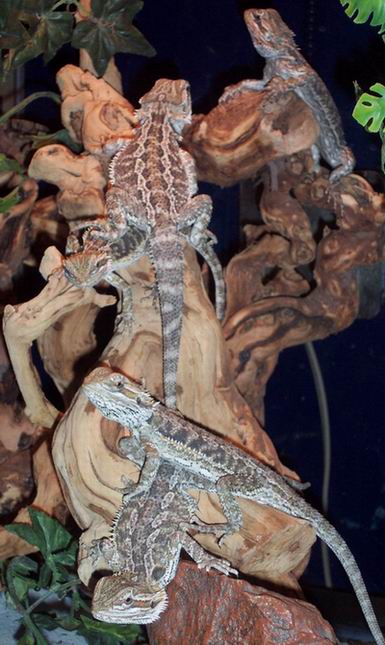 The beardie tree