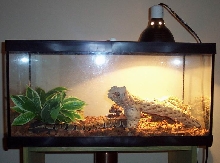 Bellas Cage