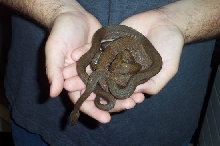 dwarf boas