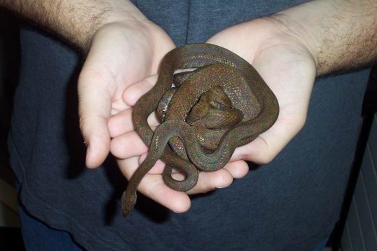 dwarf boas