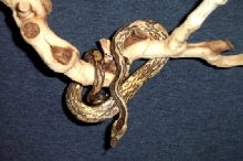 Candoia Carinata Papuan??
