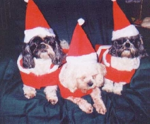 Christmas Boys