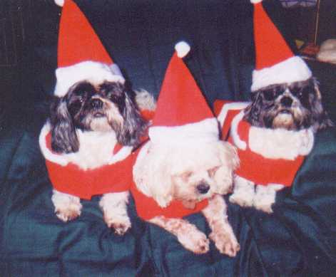 Christmas Boys